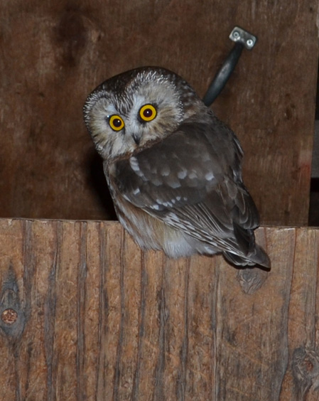 owl in goat shed